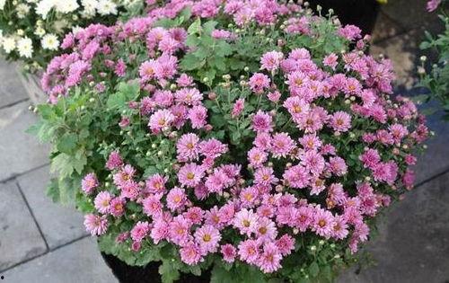 北京夏菊图片,北京夏日花事掠影