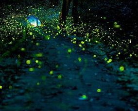 萤火虫资料.,自然界的神秘之光